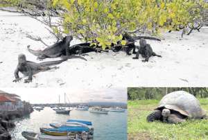 Superior: Iguanas marinas, tortuga bay, Santa Cruz; inferior izquierda: Vista de Puerto Ayora; inferior derecha: Tortuga gigante Gal&aacute;pago, Bellavista.