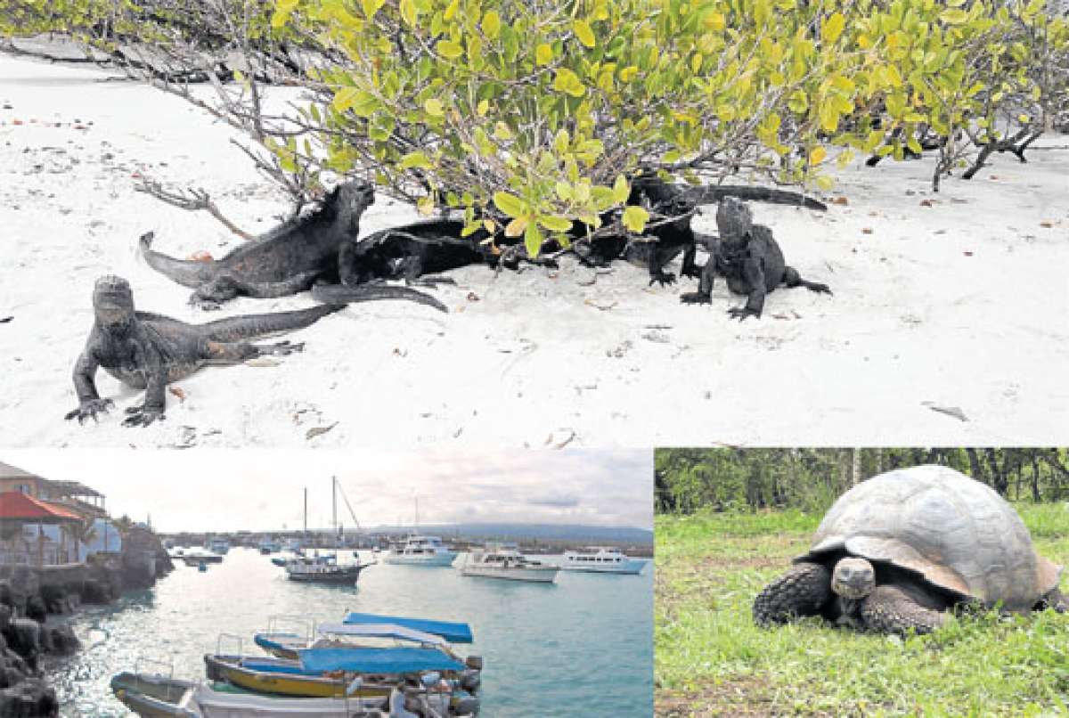 Superior: Iguanas marinas, tortuga bay, Santa Cruz; inferior izquierda: Vista de Puerto Ayora; inferior derecha: Tortuga gigante Gal&aacute;pago, Bellavista.