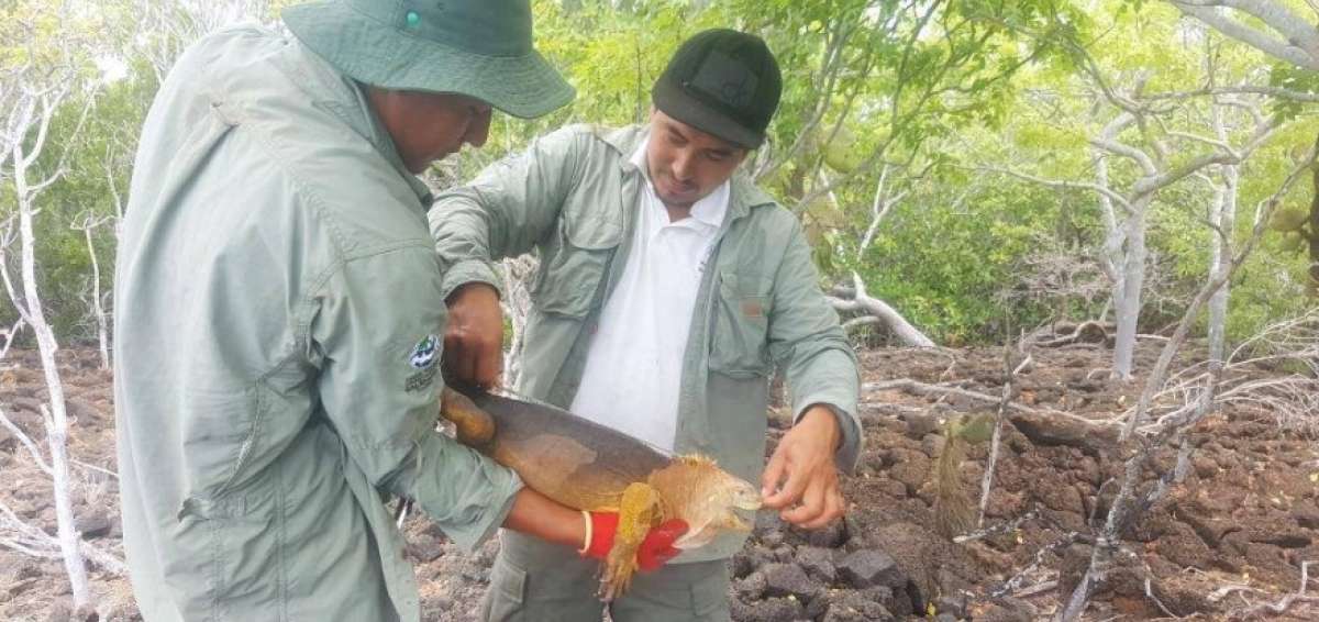 Las iguanas terrestres o iguanas amarillas pueden llegar a medir hasta un metro de largo y pesar hasta 13 kilos. 