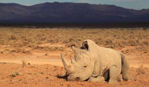 La masacre de rinocerontes en Sud&aacute;frica toma dimensiones alarmantes