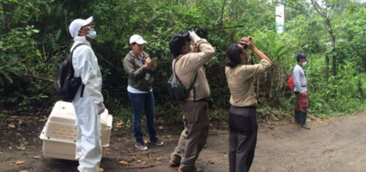 Veterinarios del Ministerio del Ambiente recolectando muestras de monos aulladores en el bosque de Pacoche. 