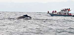 La temporada de avistamiento de ballenas inicia este s&aacute;bado en Ayangue, Santa Elena
