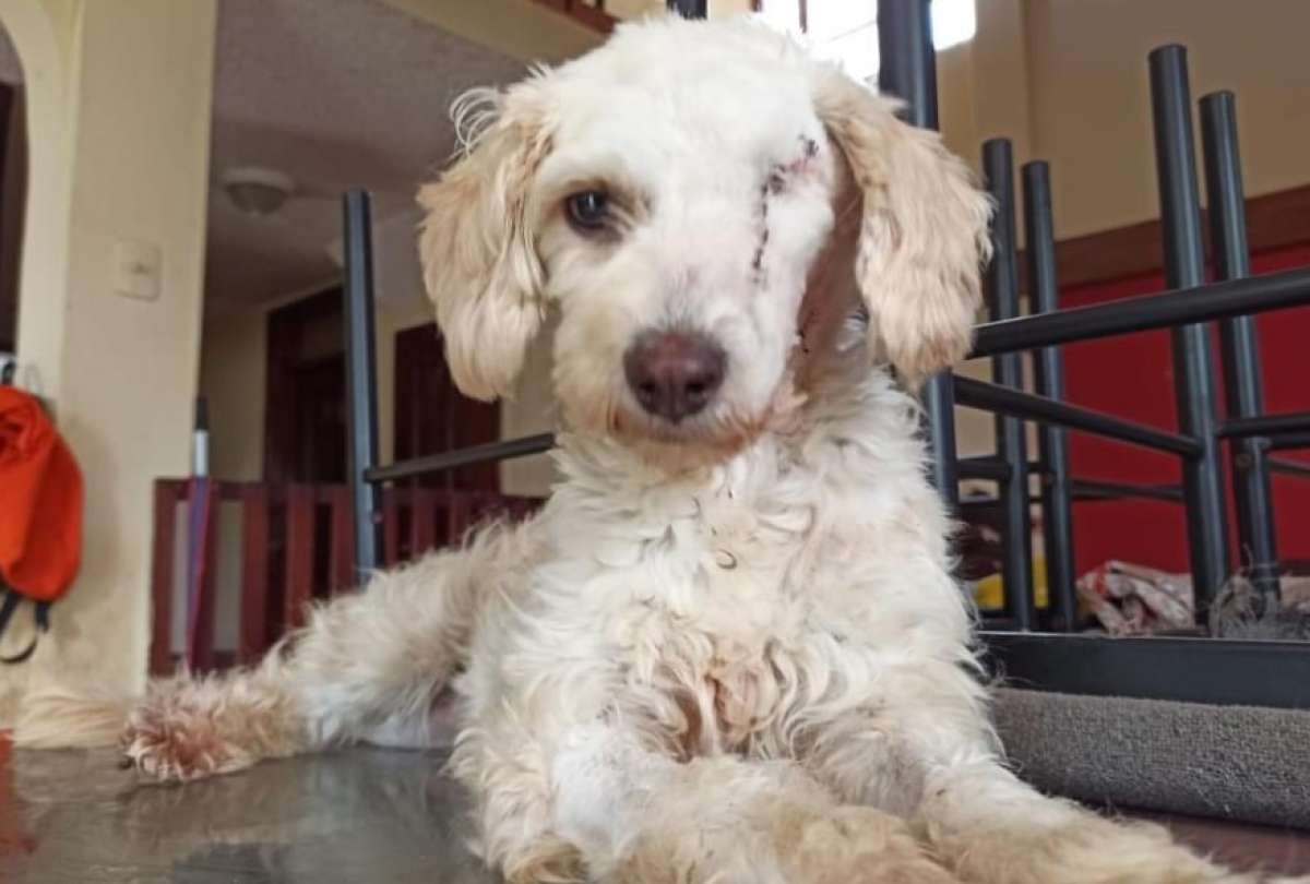Perrita pierde su ojo despu&eacute;s de ser atropellada y ahora busca una segunda oportunidad  &nbsp;