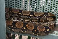 Boa constrictor fue encontrada en el Hospital Teodoro Maldonado Carbo