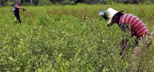 El Gobierno colombiano admiti&oacute; que los cultivos de coca pasaron de 69.000 hect&aacute;reas en 2014 a 96.000 en 2015.