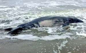 El ballenato estaba varado en la playa Los Enamorados, de la Isla Pun&aacute;. Foto: @Ambiente_Ec
