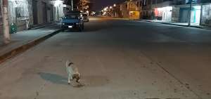 Los perros y gatos callejeros deambulan por los barrios, esta vez sin nadie que los alimente. En Los Vergeles un ciudadano caritativo le puso comida a uno de estos animalitos.