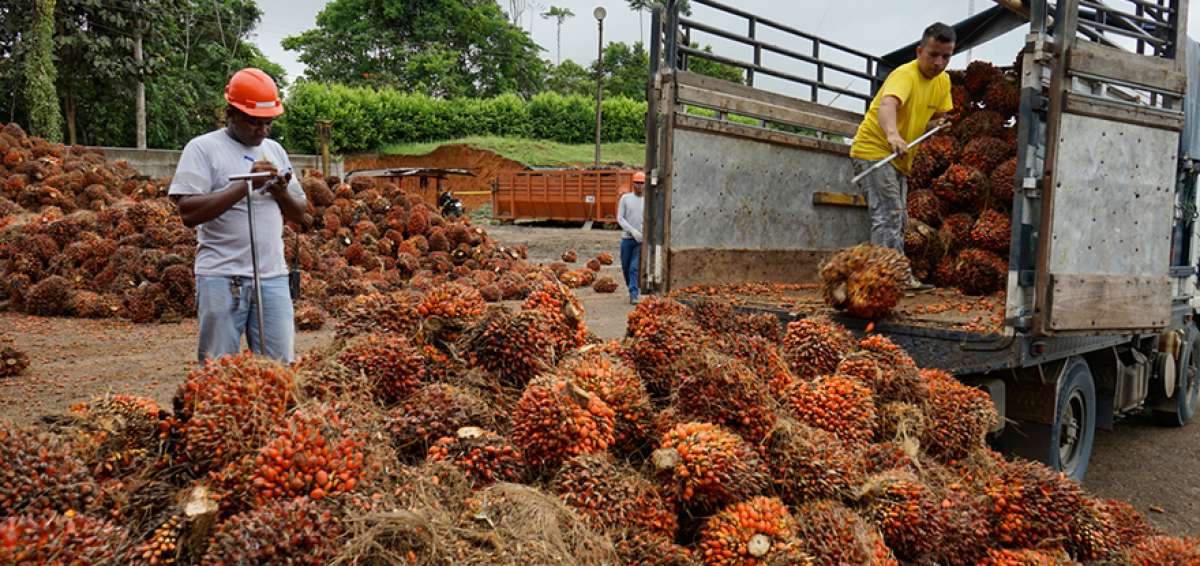 La empresa palmicultora registra cerca de mil empleados que trabajan en la plantaci&oacute;n de palma aceitera