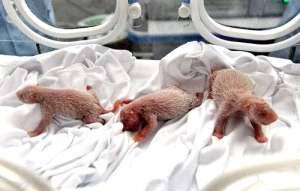 Los beb&eacute;s fueron puestos en incubadora antes de ser devueltos a su madre para la lactancia. Foto: AFP