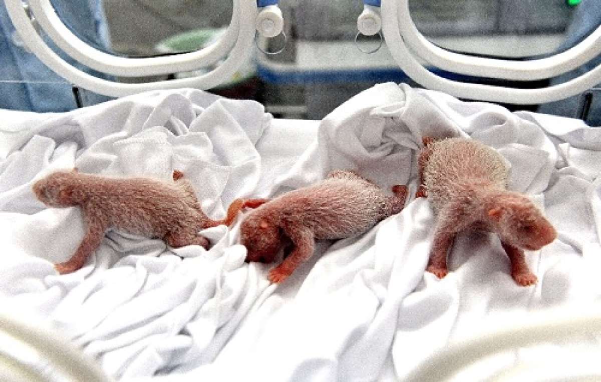 Los beb&eacute;s fueron puestos en incubadora antes de ser devueltos a su madre para la lactancia. Foto: AFP