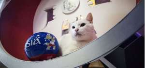 El gato Aquiles predice que Rusia ganar&aacute; en su debut mundialista