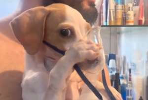 Un perrito se viralizó en redes sociales al sostener su mascarilla tras sufrir una enfermedad respiratoria. 
