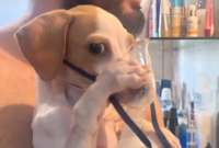 Un perrito se viralizó en redes sociales al sostener su mascarilla tras sufrir una enfermedad respiratoria. 