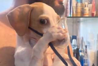 Un perrito se viralizó en redes sociales al sostener su mascarilla tras sufrir una enfermedad respiratoria. 