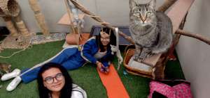 En el &aacute;rea de felinos del PAE, en Quito, las estudiantes del Colegio Rumipamba acompa&ntilde;an y juegan con los gatos que esperan ser adoptados.