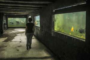 Acuario Amaz&oacute;nico para especies nativas 