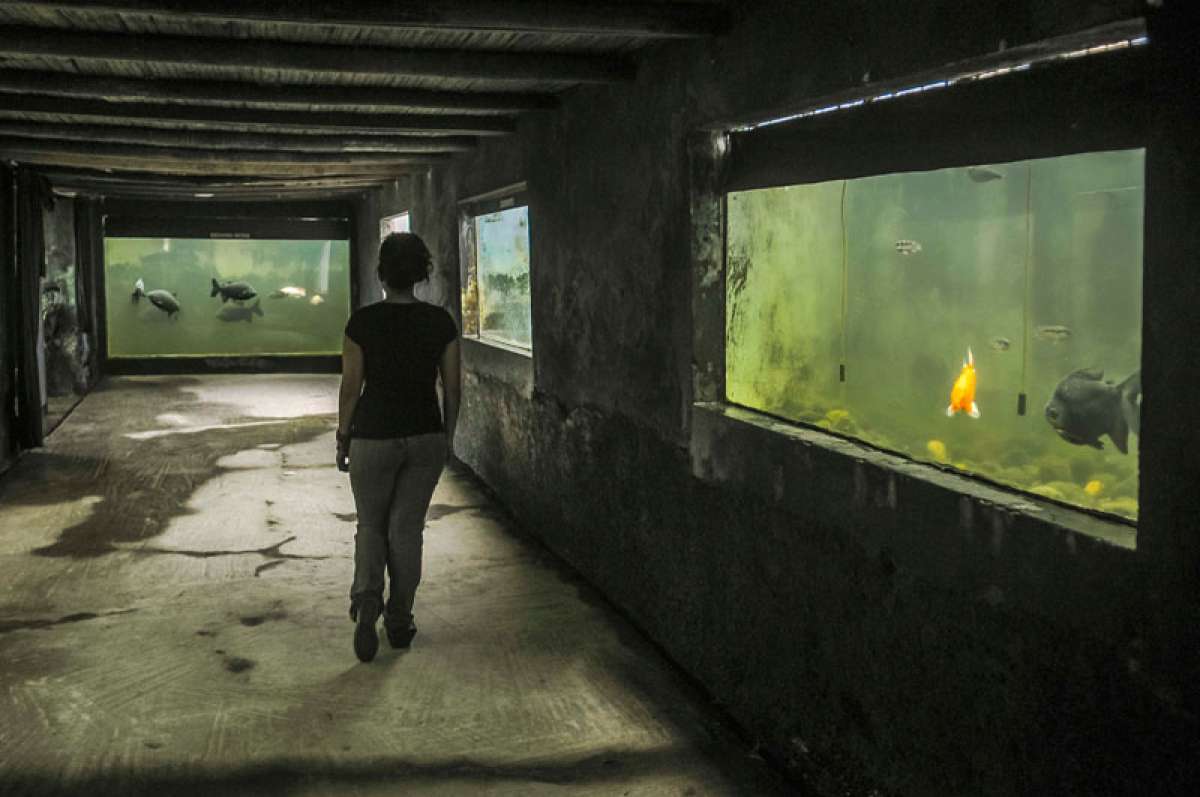 Acuario Amaz&oacute;nico para especies nativas 