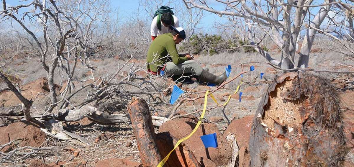 En la desratizaci&oacute;n de la isla trabajan 30 guardaparques. Con dos drones realizan la dispersi&oacute;n homog&eacute;nea del veneno en la zona.  