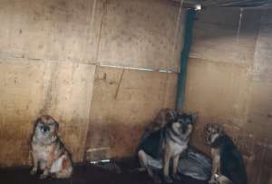 Inundaciones y techos colapsados afectaron al refugio Lucky.