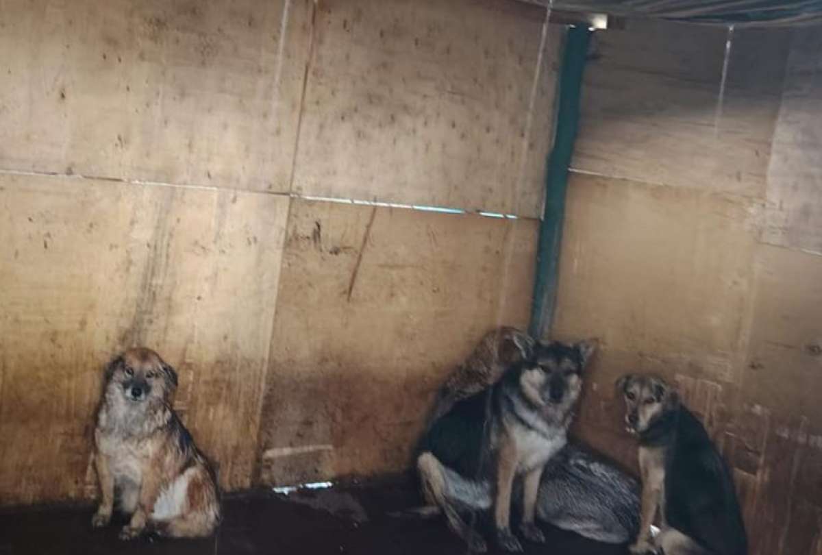 Inundaciones y techos colapsados afectaron al refugio Lucky.