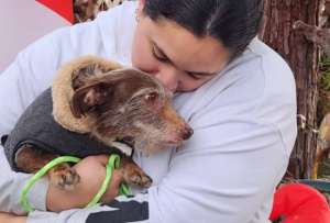 Choco fue encontrado en Michigan, a m&aacute;s de 3.600 kil&oacute;metros del lugar donde se perdi&oacute;. 