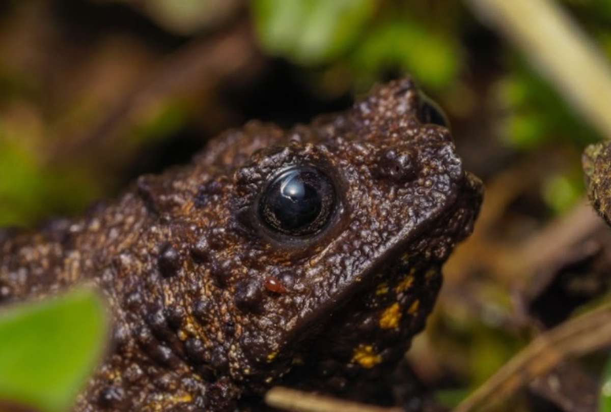 Nuevas ranas, orqu&iacute;deas e insectos: Ecuador suma 78 especies a su inventario cient&iacute;fico