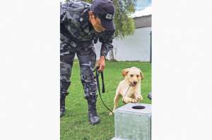 Fifi, en clase de entrenamiento, es una perra labrador que tiene un promedio de 8 capturas de droga mensuales, el m&aacute;s alto de la unidad. Foto: Marco Salgado.