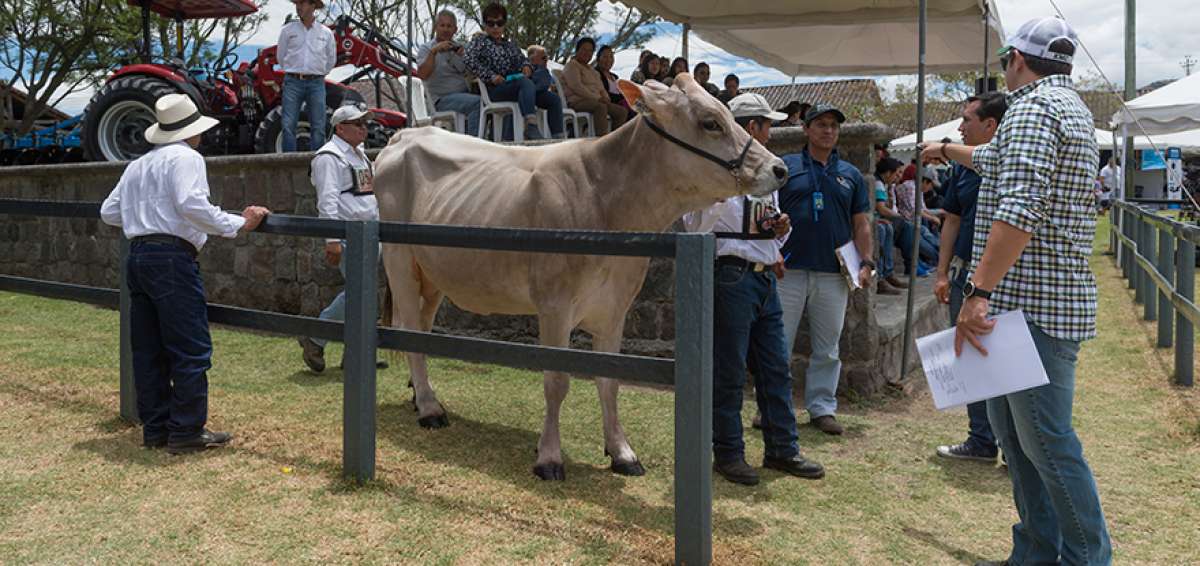 Para los ganaderos que participan de la Feria Holstein, en Quito, ganar los premios de este evento que se realiza desde hace 68 a&ntilde;os, es importante.