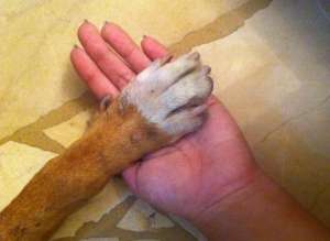 La normativa busca que se fortalezcan las disposiciones sobre el maltrato animal. Foto: Bianca Valverde/ EL TEL&Eacute;GRAFO