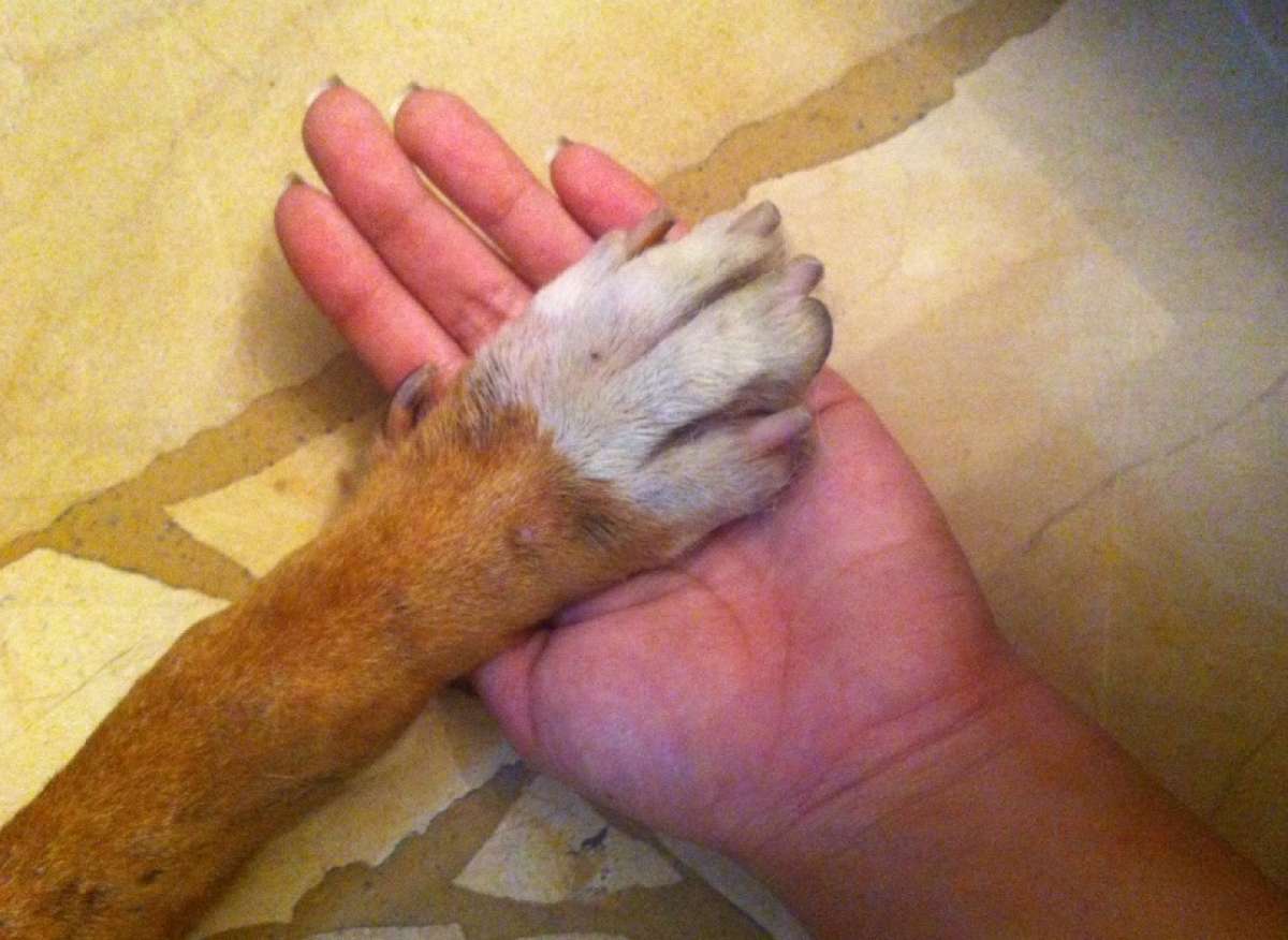 La normativa busca que se fortalezcan las disposiciones sobre el maltrato animal. Foto: Bianca Valverde/ EL TEL&Eacute;GRAFO