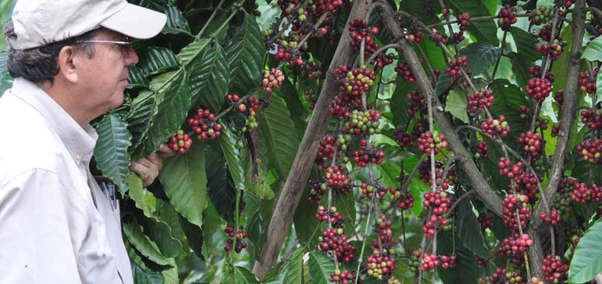 Buenos precios, semilla de alta rentabilidad, capacitaci&oacute;n y asesor&iacute;a t&eacute;cnica fueron factores que incidieron para que muchos agricultores retomen la siembra del caf&eacute; como una opci&oacute;n econ&oacute;mica viable.
