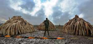Existen alrededor de 450.000 elefantes en el continente africano y unos 35.000 son cazados cada a&ntilde;o. 