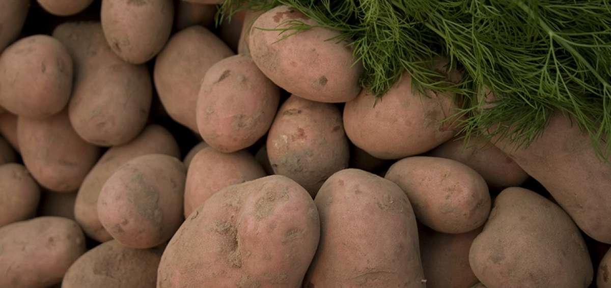 Los proyectos cuentan con el aval de Senagua. Estos terrenos son id&oacute;neos para distintos tipos de cultivos tradicionales en la zona, como el de las papas.