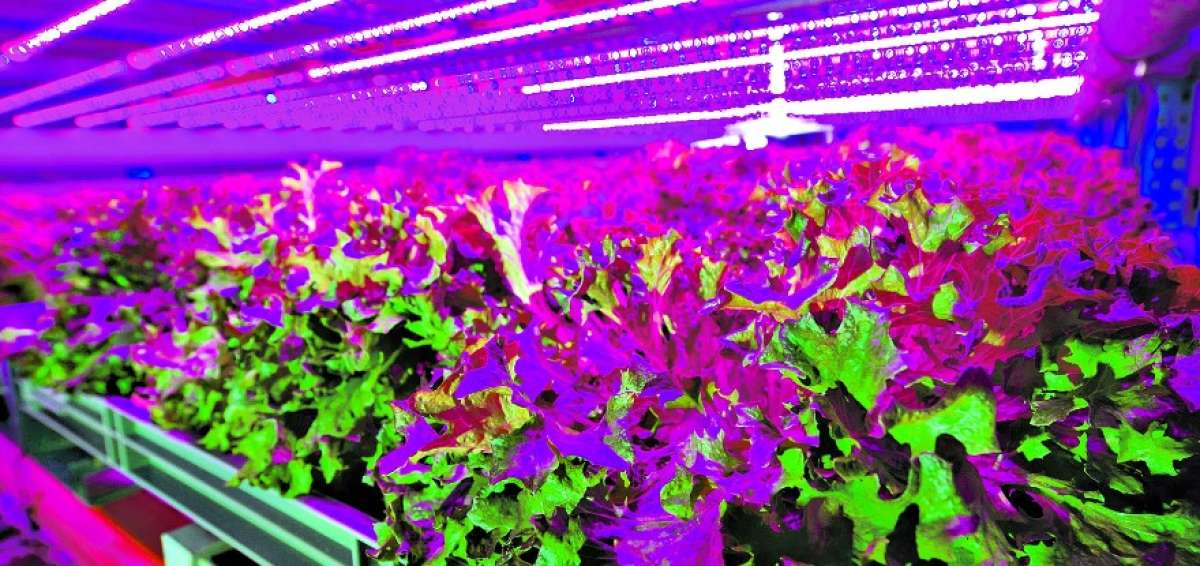 Las plantas crecen bajo la luz viol&aacute;cea de l&aacute;mparas LED, en un ambiente controlado, y alimentadas por un sistema hidrop&oacute;nico.   