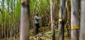 Las plantaciones de ca&ntilde;a de az&uacute;car resultan ser el cultivo permanente que predomina en Ecuador, incluso sobre el banano y la palma africana.