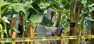 Colombia declara emergencia nacional por presencia del hongo Fusarium