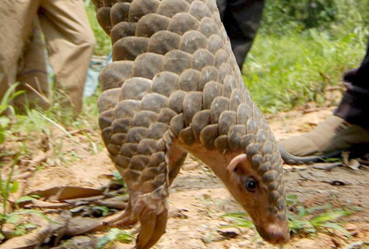 El pangolín, que fue visible en la pandemia al ser señalado como uno de los posibles transmisores del Covid-19 está en extinción. 
