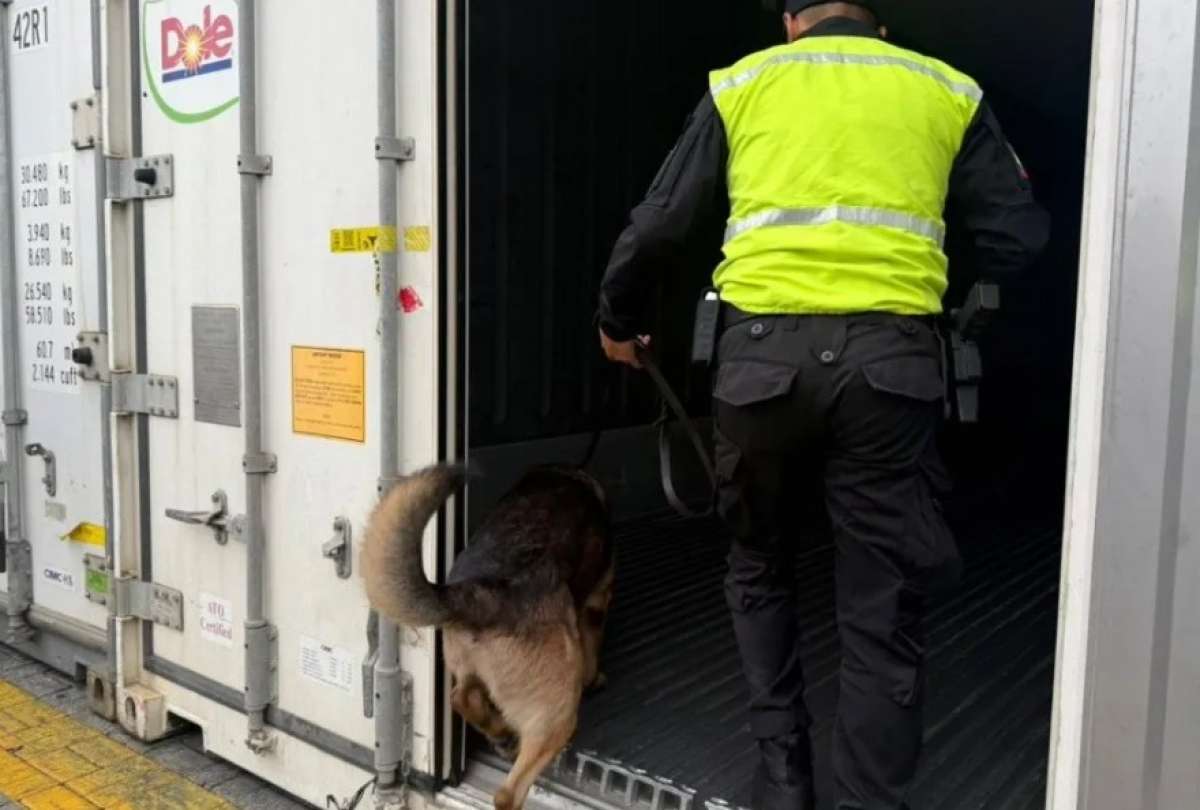 40 bloques de droga fueron incautados en un contenedor en Posorja.