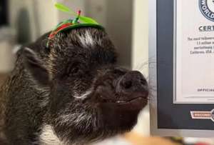 Merl&iacute;n utiliza botones de colores para comunicarse con su familia.