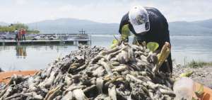 La presencia de peces varados alerta a los pescadores