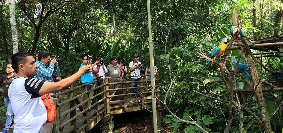 El avistamiento de aves es una de las ofertas recreativas y educativas del Parque Tur&iacute;stico Nueva Loja, el cual tiene una extensi&oacute;n de 30 hect&aacute;reas de bosque h&uacute;medo y caminer&iacute;as.