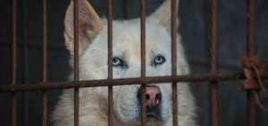 La carne de perro para el consumo vive sus horas m&aacute;s bajas en Corea del Sur