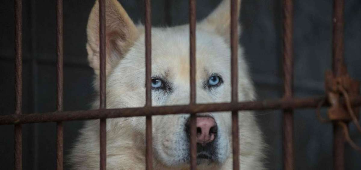 La carne de perro para el consumo vive sus horas m&aacute;s bajas en Corea del Sur