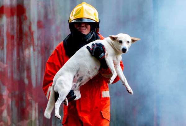 ¿Cómo afectan el humo y los incendios a las mascotas?
