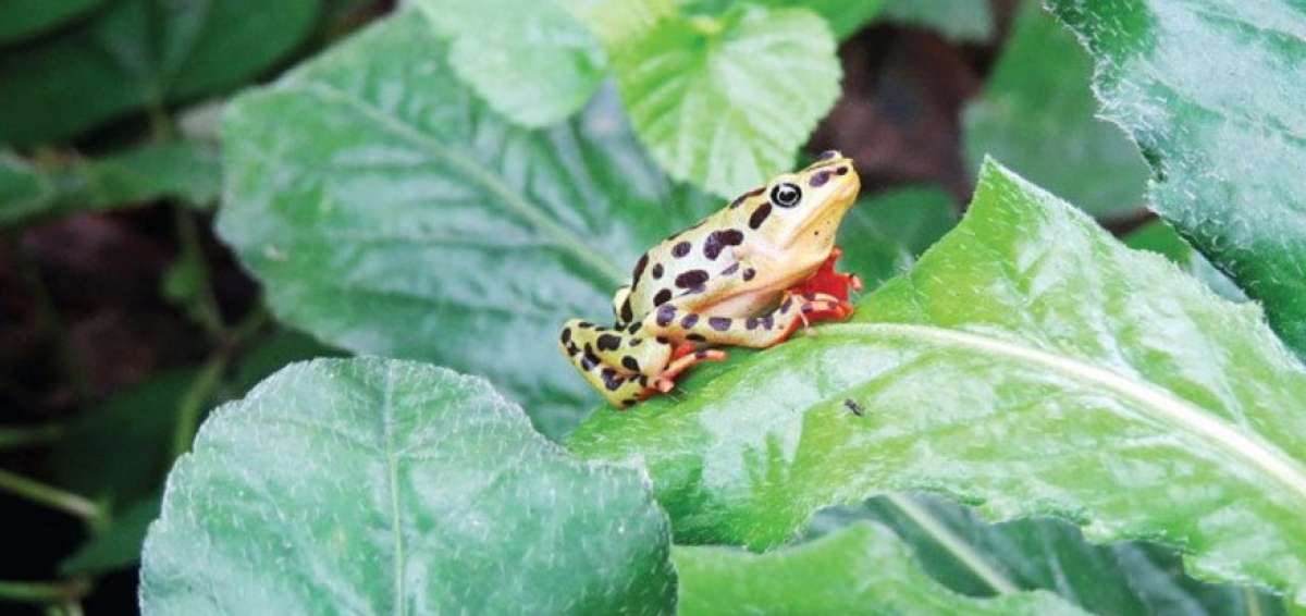 La rana militar fue registrada mediante un monitoreo de conservaci&oacute;n de anfibios