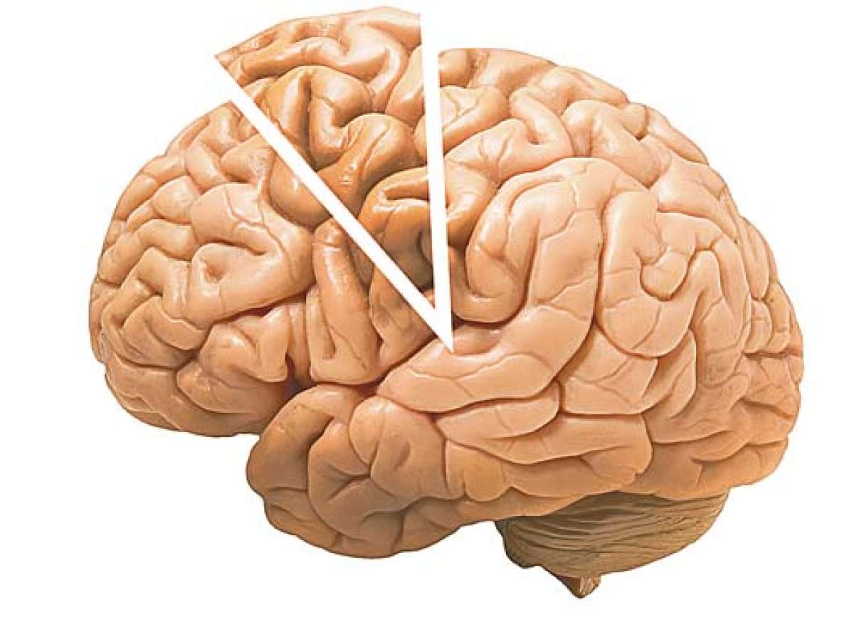 Mito: El cerebro adulto ya no genera nuevas neuronas