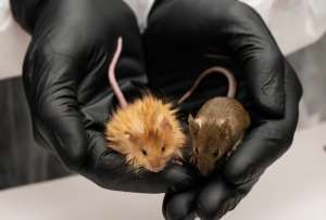 Ratones, con pelaje similar a mamuts lanudos, se crearon de la mano de científicos de Estados Unidos y Suecia. 