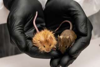 Ratones, con pelaje similar a mamuts lanudos, se crearon de la mano de científicos de Estados Unidos y Suecia. 