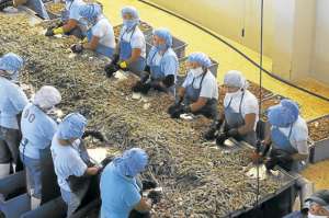El 60% de los colaboradores en plantas de procesamiento de camar&oacute;n son mujeres, muchas de ellas jefas de hogar. Foto: Jos&eacute; Mor&aacute;n / El Tel&eacute;grafo.