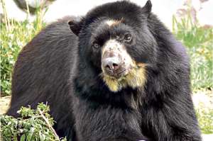 Las autoridades investigan la muerte de un oso de anteojos